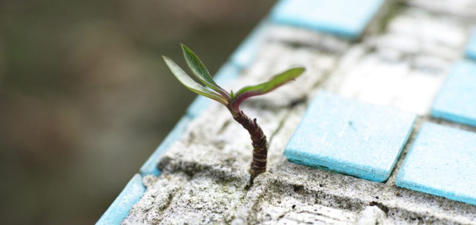 New Life